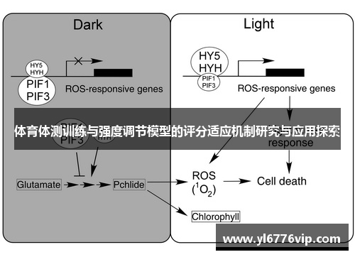 体育体测训练与强度调节模型的评分适应机制研究与应用探索
