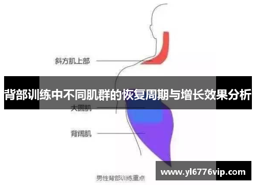 背部训练中不同肌群的恢复周期与增长效果分析